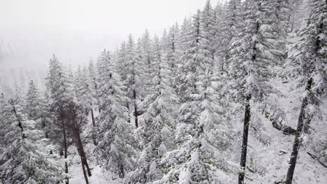 Schneebedeckte-Baumlandschaft-Aus-Der-Luft